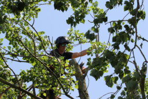 view through canopy to chainsaw operator throwing newly cut limb in Whitley Bay