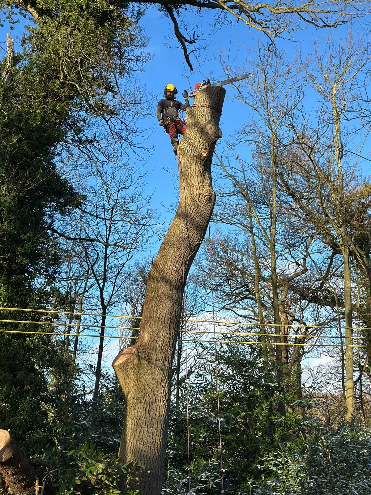 Qualified Red Fox Tree Care tree surgeon dismantling a mature tree using rope access in North Tyneside. Contact Red Fox Tree Care