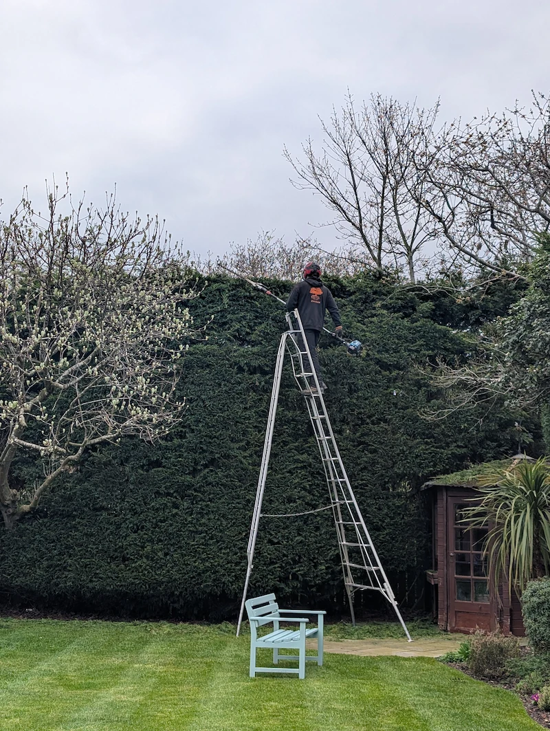 Professional conifer hedge height reduction by Red Fox Tree Care using specialist ladders to reduce and maintain a mature garden boundary hedge.