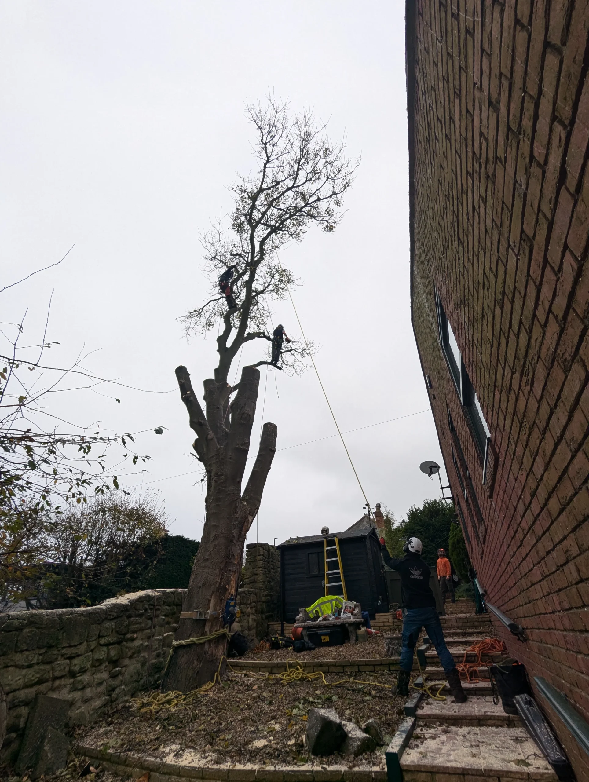Tree surgeons carrying out controlled tree dismantling using climbing and rigging equipment