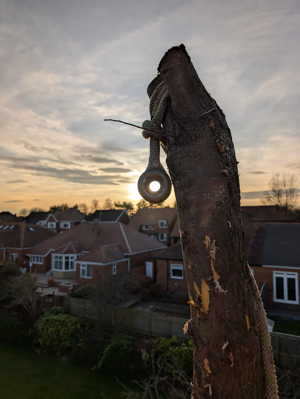 Specialist tree rigging used for controlled tree removal by a tree surgeon in Ponteland