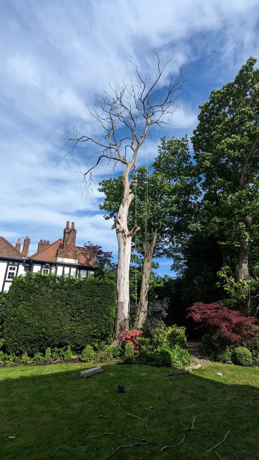 Dead tree removal in Blyth by a professional tree surgeon using specialist climbing and rigging equipment