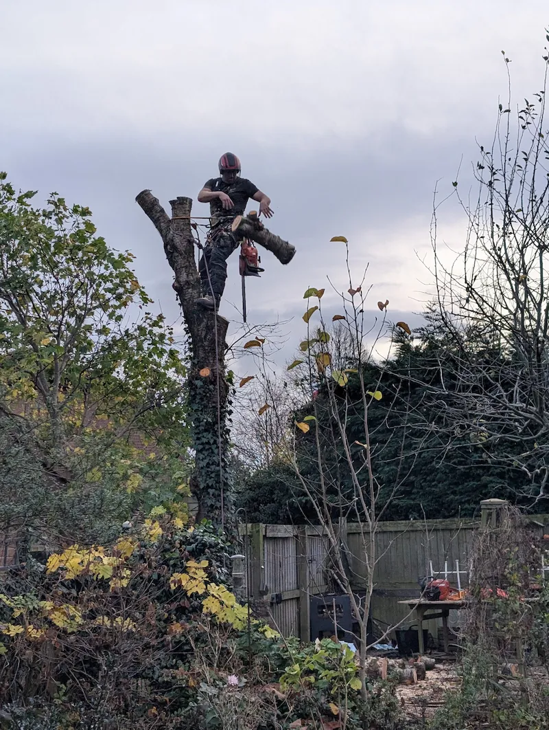 Tree surgeon carrying out emergency tree dismantling using professional climbing techniques after storm damage.