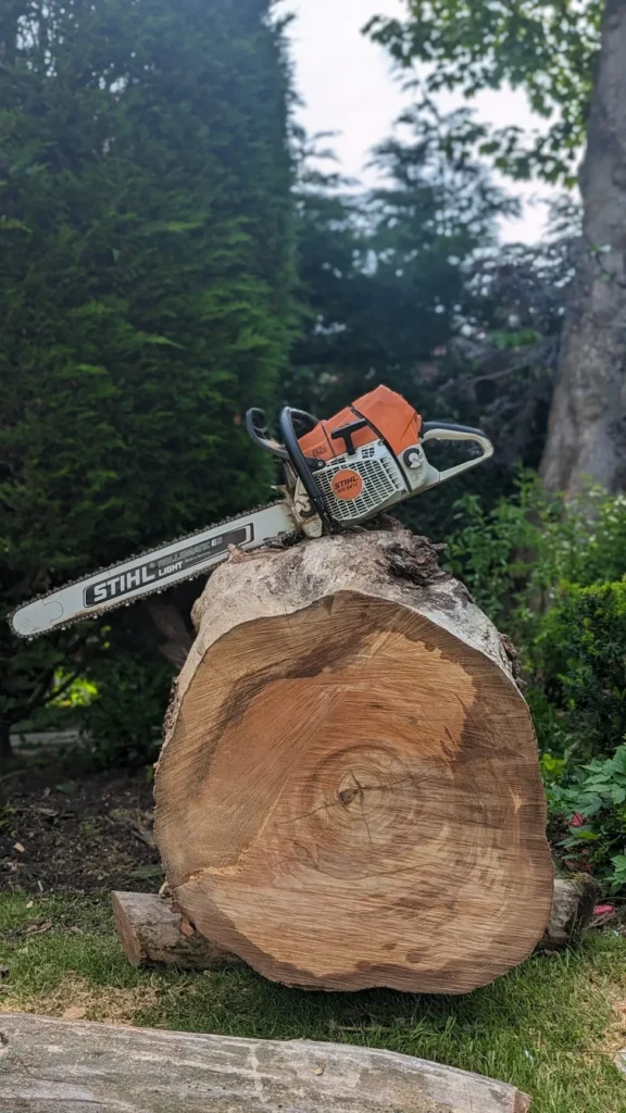 Large section of timber following professional tree felling and removal by a tree surgeon.