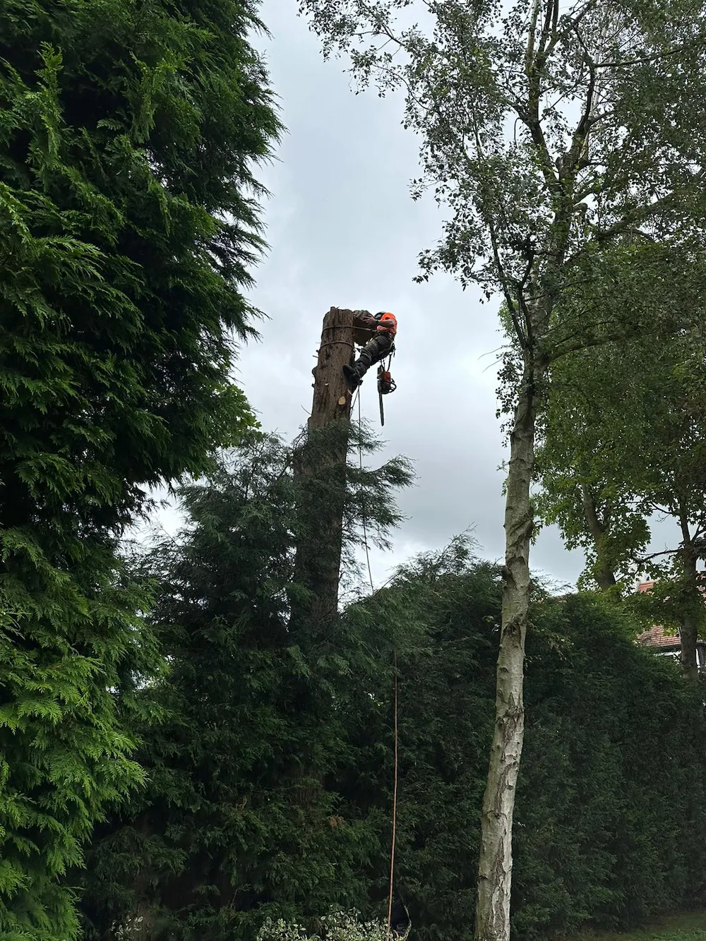 Tree surgeon carrying out sectional dismantling of a large tree in Whitley Bay