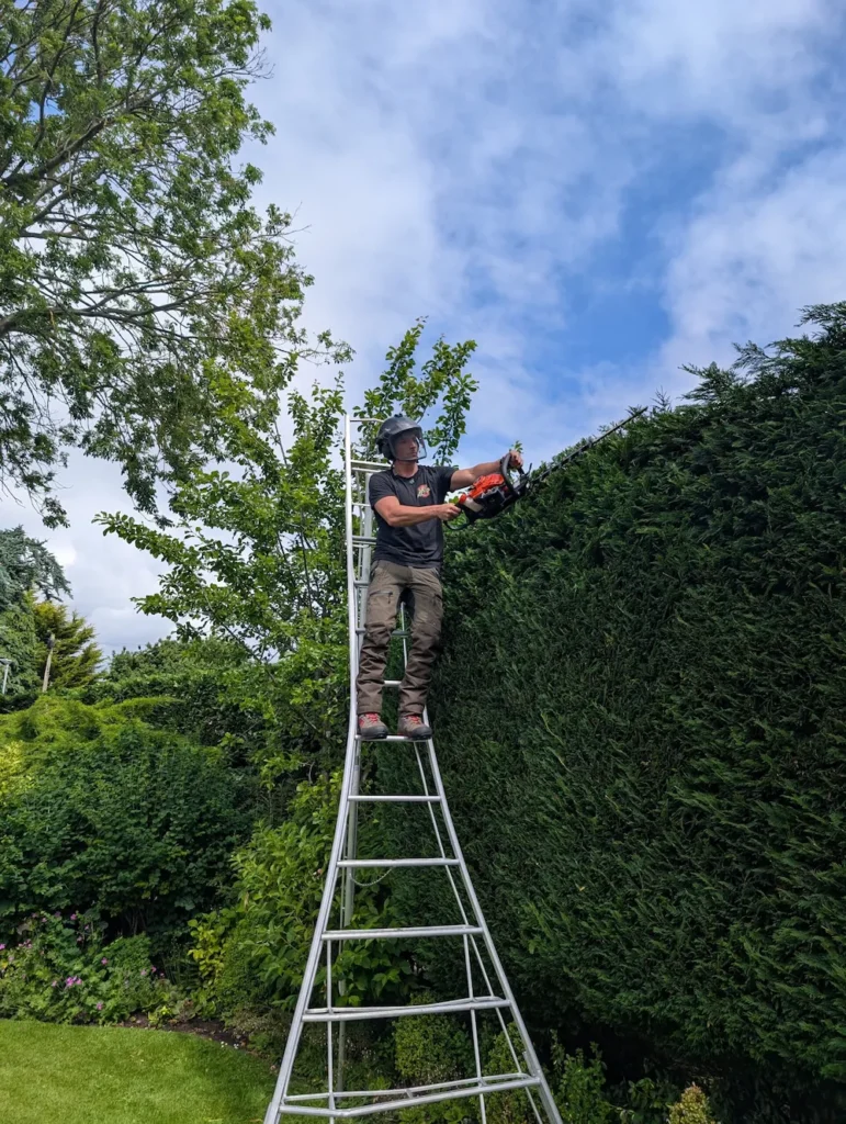 Tree surgeon carrying out professional conifer hedge cutting using a hedge trimmer and specialist tripod ladder.