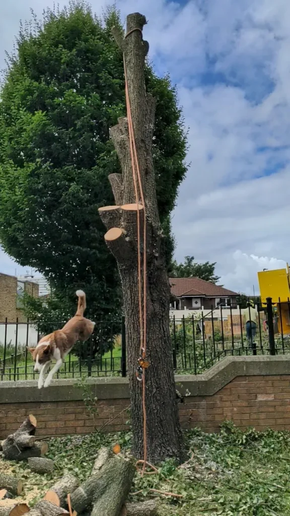 Professional tree removal using controlled dismantling and rigging techniques by Red Fox Tree Care in the North East.