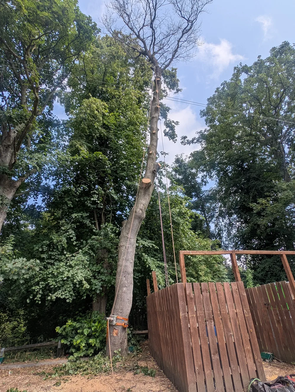 Sectional tree removal by professional arborists in Newcastle