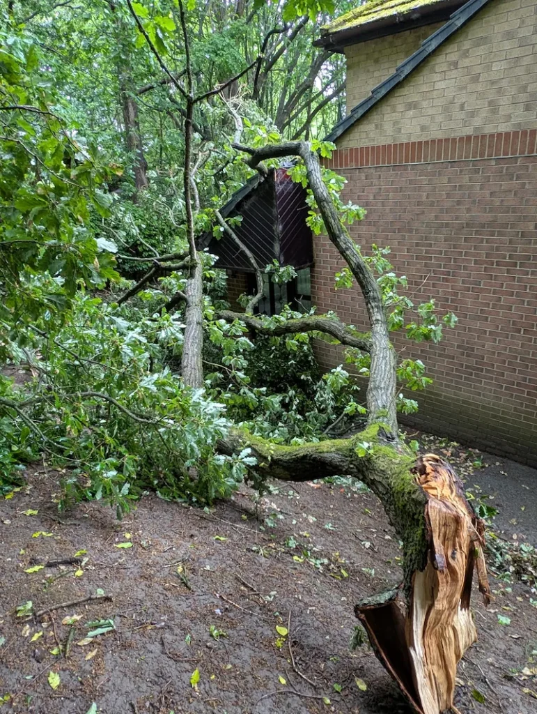 Storm-damaged tree resting against a building requiring emergency tree work by Red Fox Tree Care in North Tyneside.