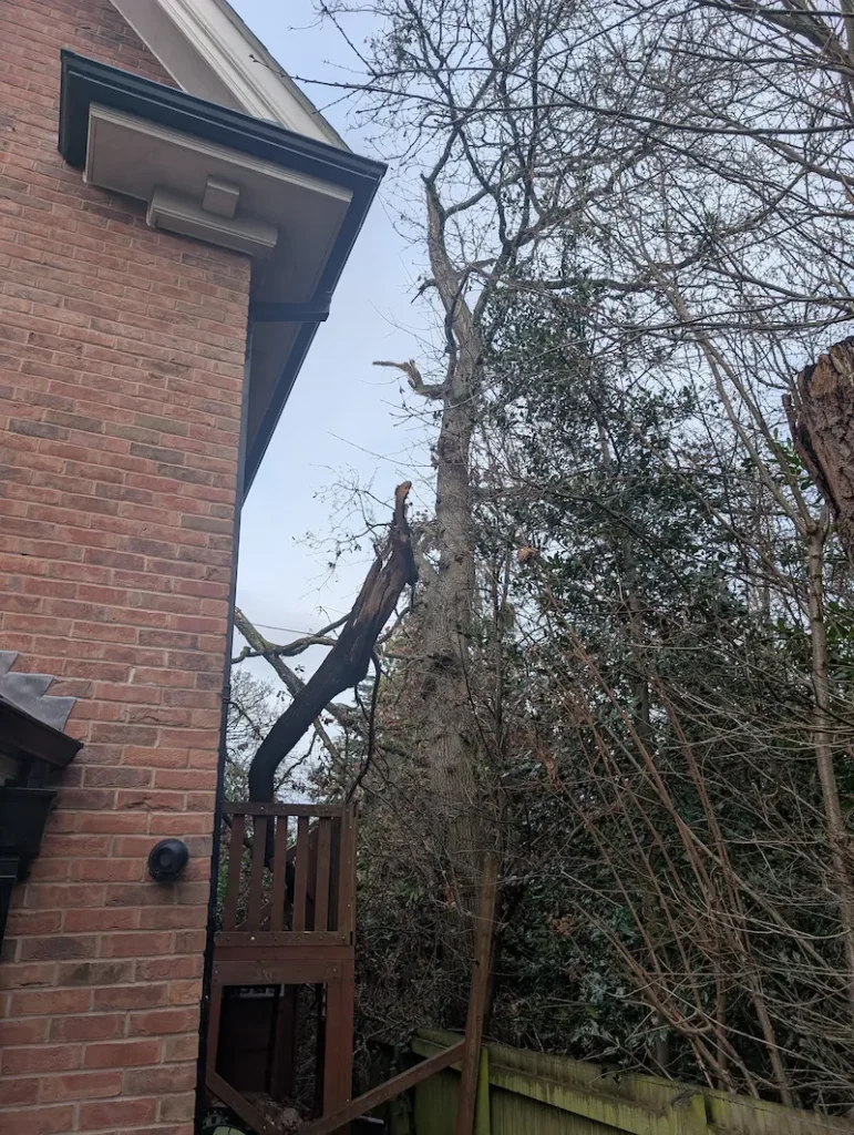 Storm-damaged tree with a split stem leaning towards a house requiring emergency tree work by Red Fox Tree Care in North Tyneside.