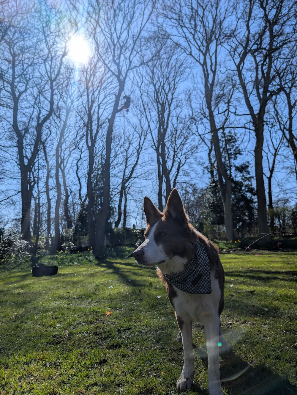 Red Fox Tree Care dog Max in a garden during professional tree maintenance work in Ponteland