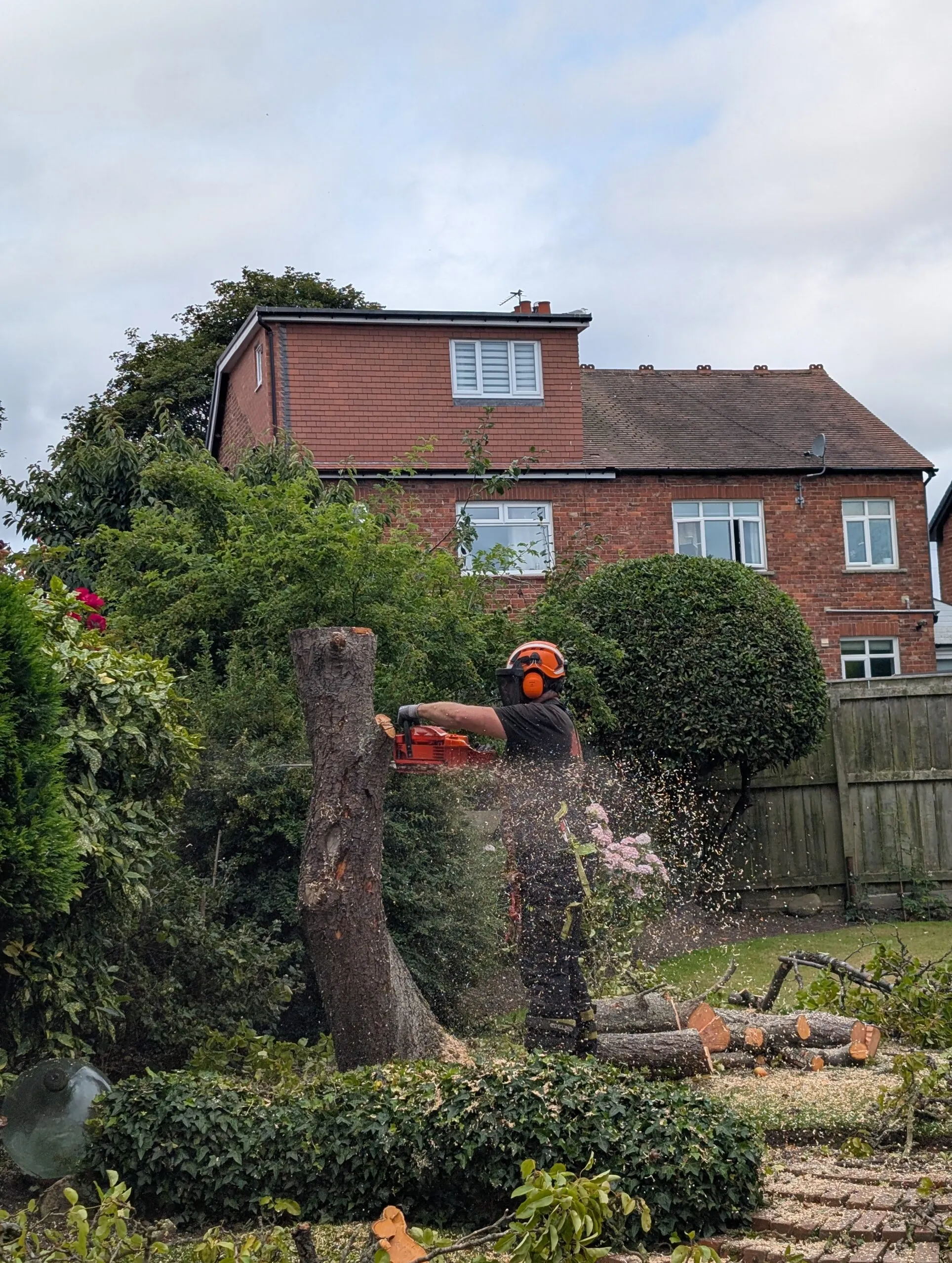 Tree surgeon using a chainsaw during tree removal in a residential garden