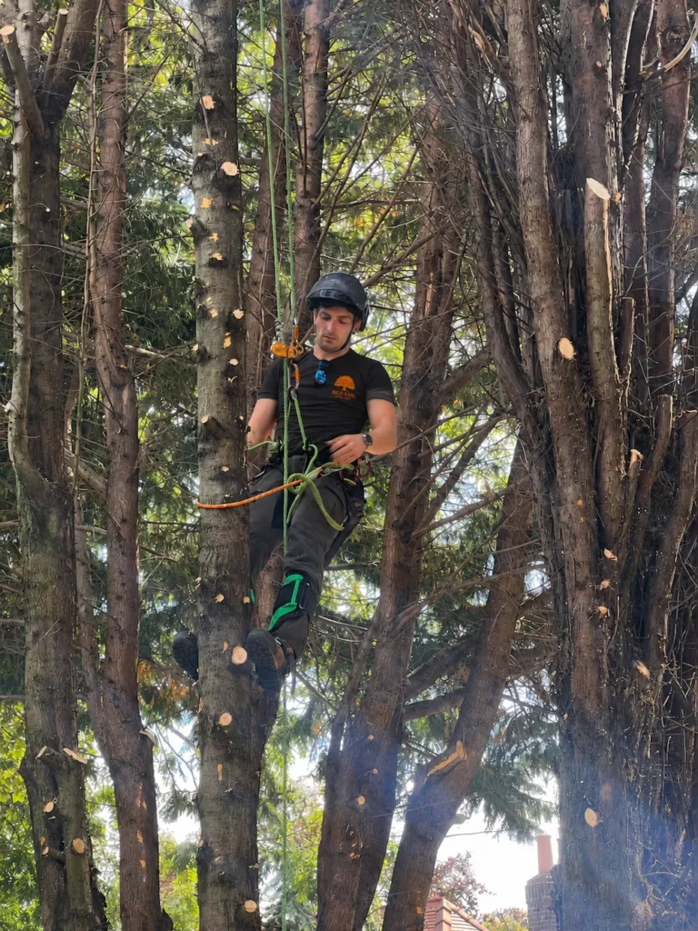 Red Fox Tree Care tree surgeon carrying out professional tree surgery in Morpeth
