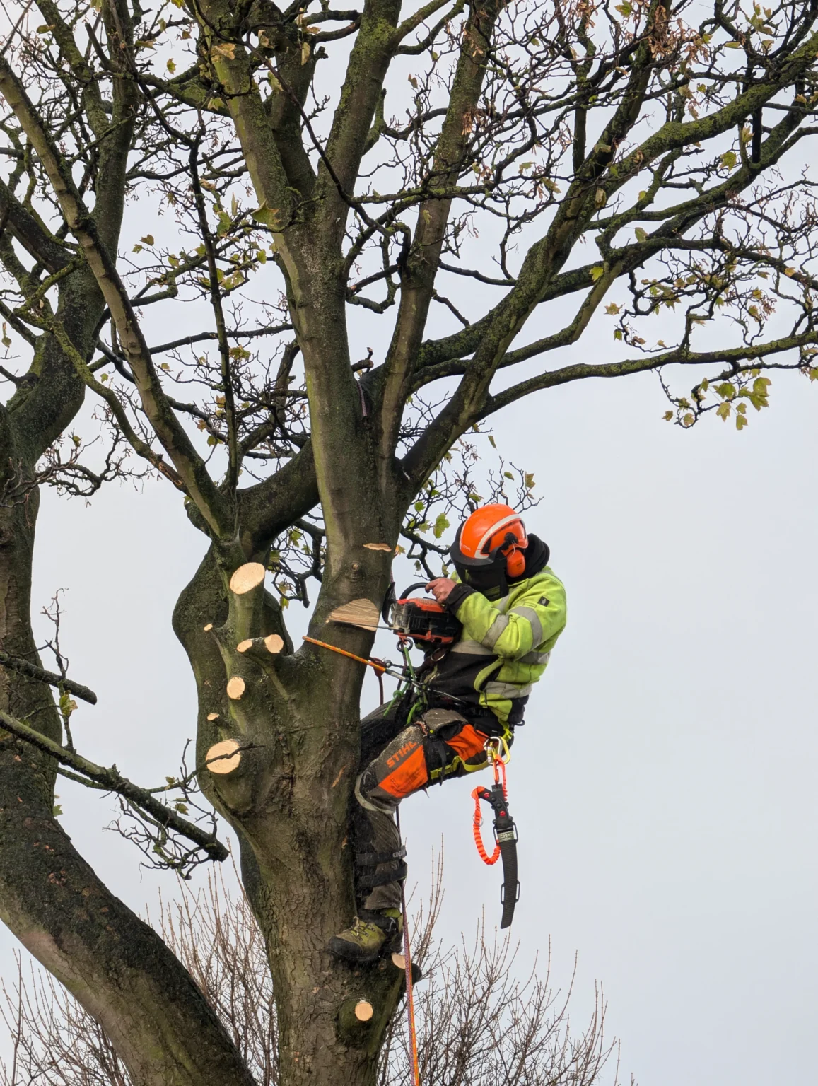 Professional tree surgeon Durham carrying out specialist tree work using climbing equipment and a chainsaw