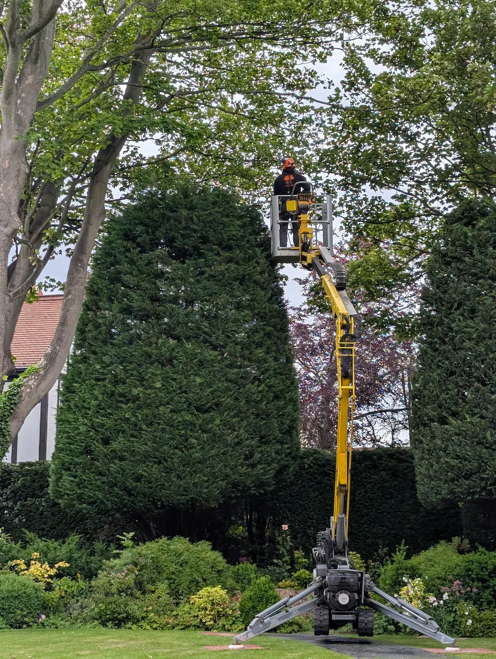 Tree surgeon Morpeth carrying out professional tree surgery using a cherry picker