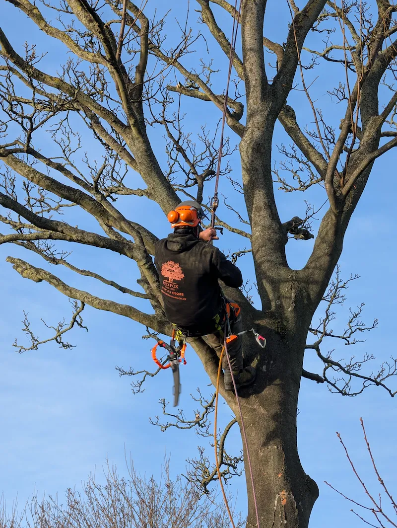 Professional tree surgeon Ponteland carrying out specialist tree work using climbing ropes