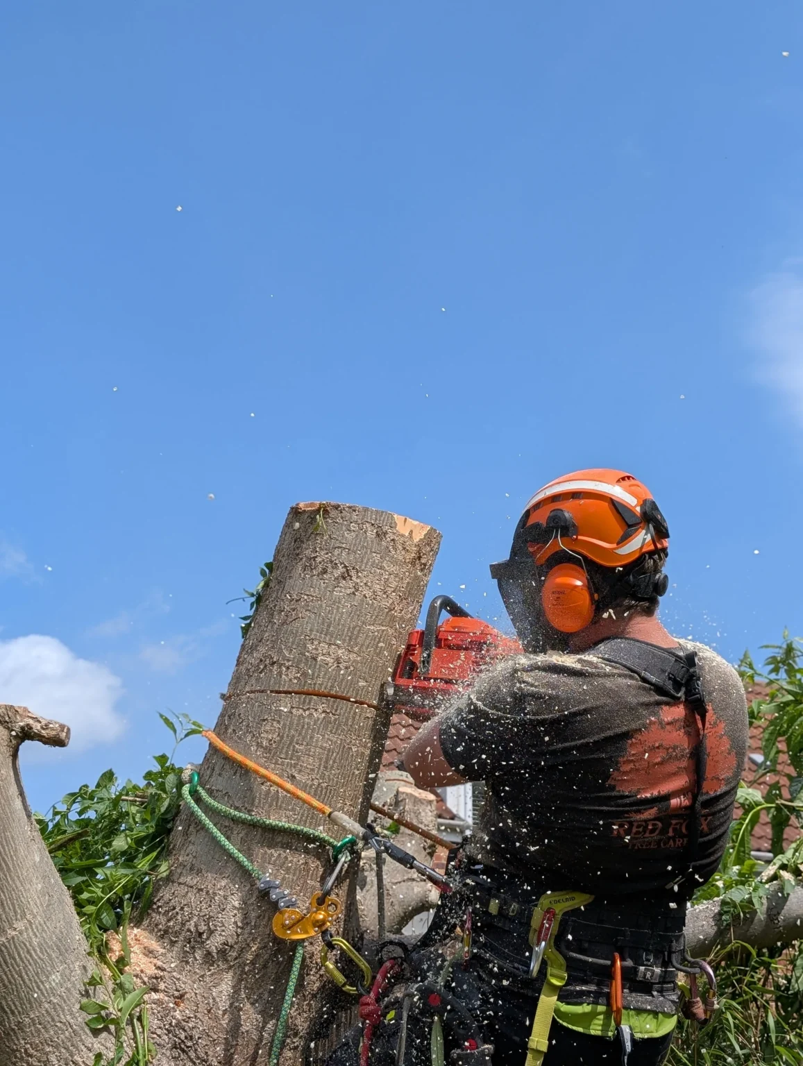 Professional tree surgeon using a chainsaw during controlled tree dismantling
