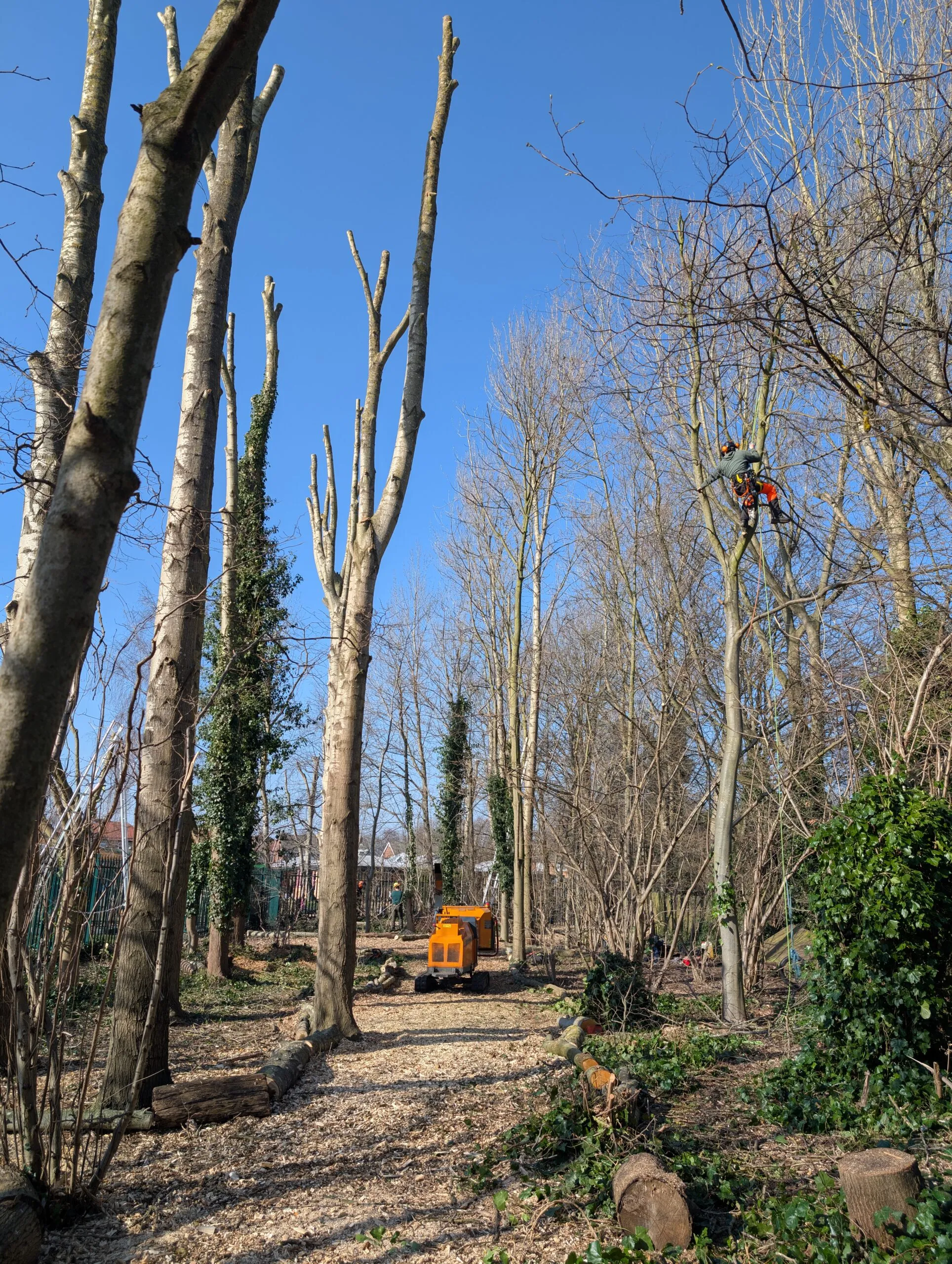 Climbing arborist carrying out professional tree surgery amongst mature trees