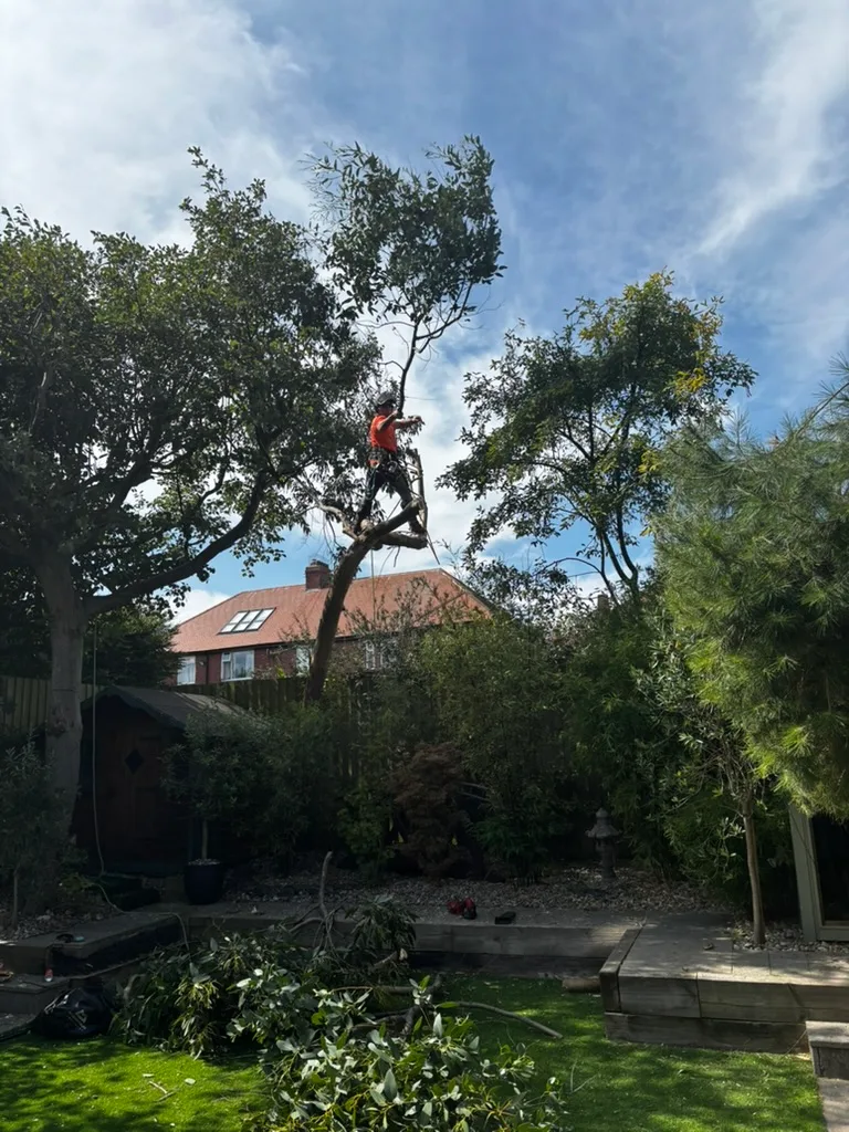 Tree surgeon dismantling a eucalyptus tree in Tynemouth